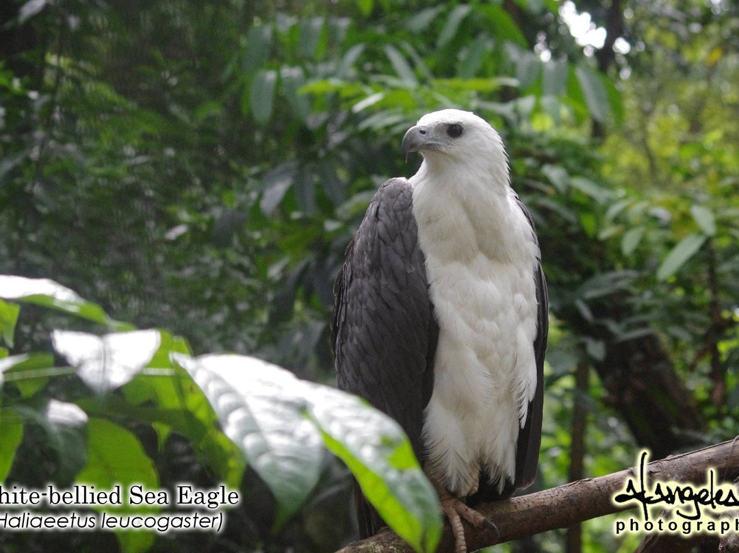 Ninoy Aquino Parks and Wildlife Center-奎松市必去景点