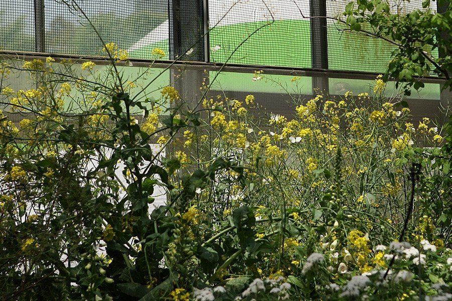 Hampyeong Expo Park - Butterfly Insect Ecosystem景点图片