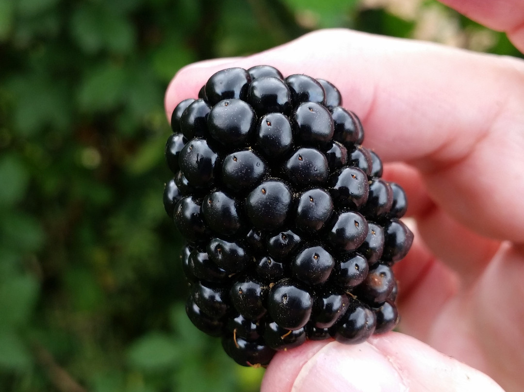 Sweet Berry Farm-Marble Falls必去景点