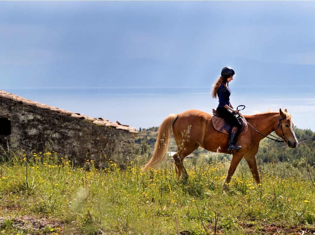 Gregs Spetses Horses景点图片
