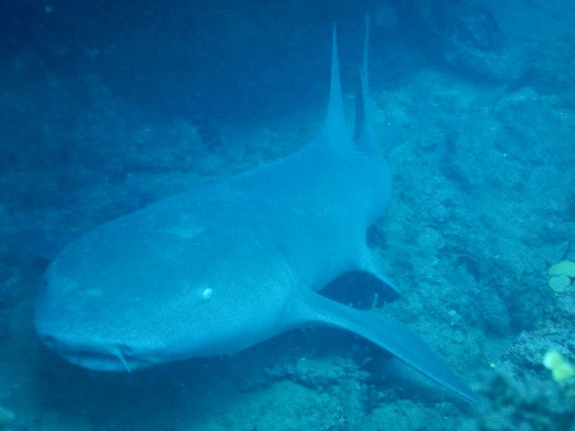 Punta Uva Dive Center景点图片