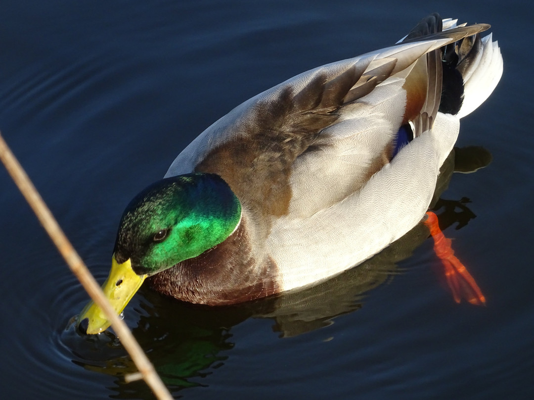 Park Lingezegen-Elst必去景点