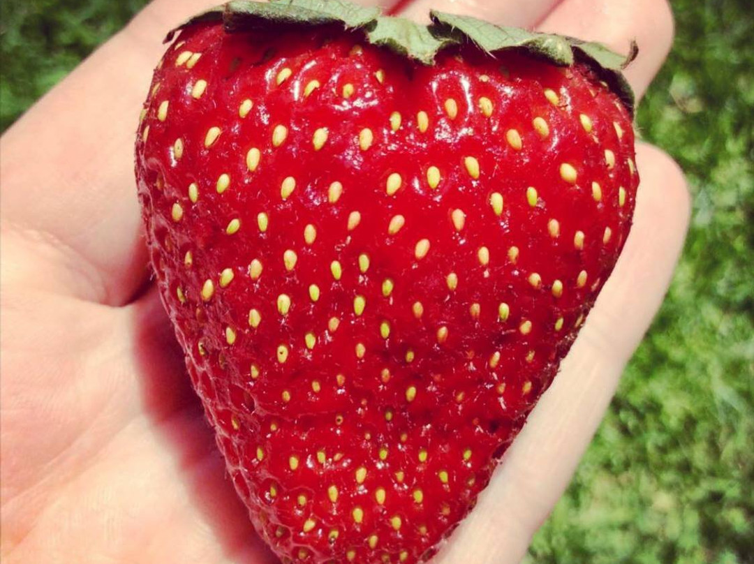 Surf Coast Strawberry Fields-Mount Duneed必去景点