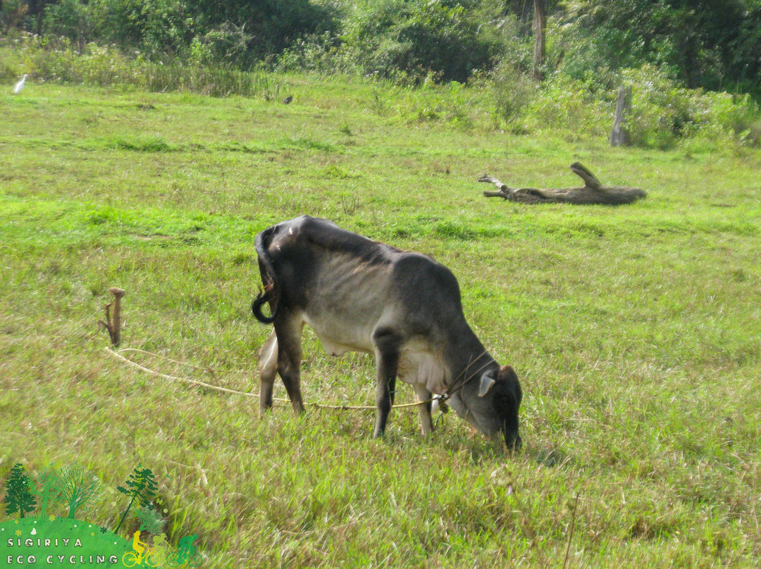 Sigiriya Eco Cycling-锡吉里亚必去景点