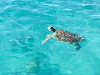 VIP Tours Curacao-威廉斯塔德必去景点