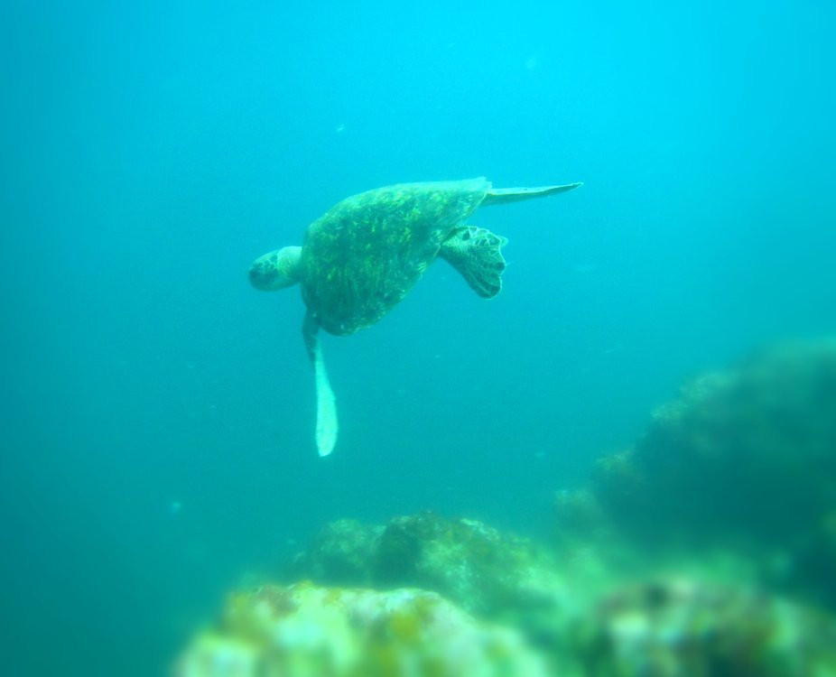 Diving Coiba景点图片