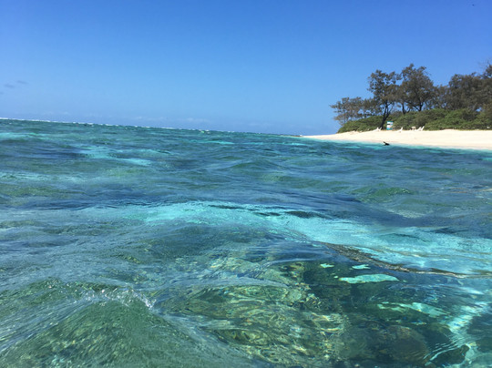 Lady Elliot Island Day Tour-埃里奥特夫人岛必去景点