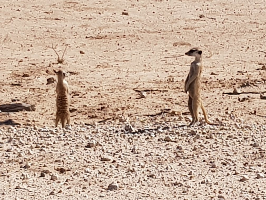 Kalahari Safaris - Desert Explorers景点图片