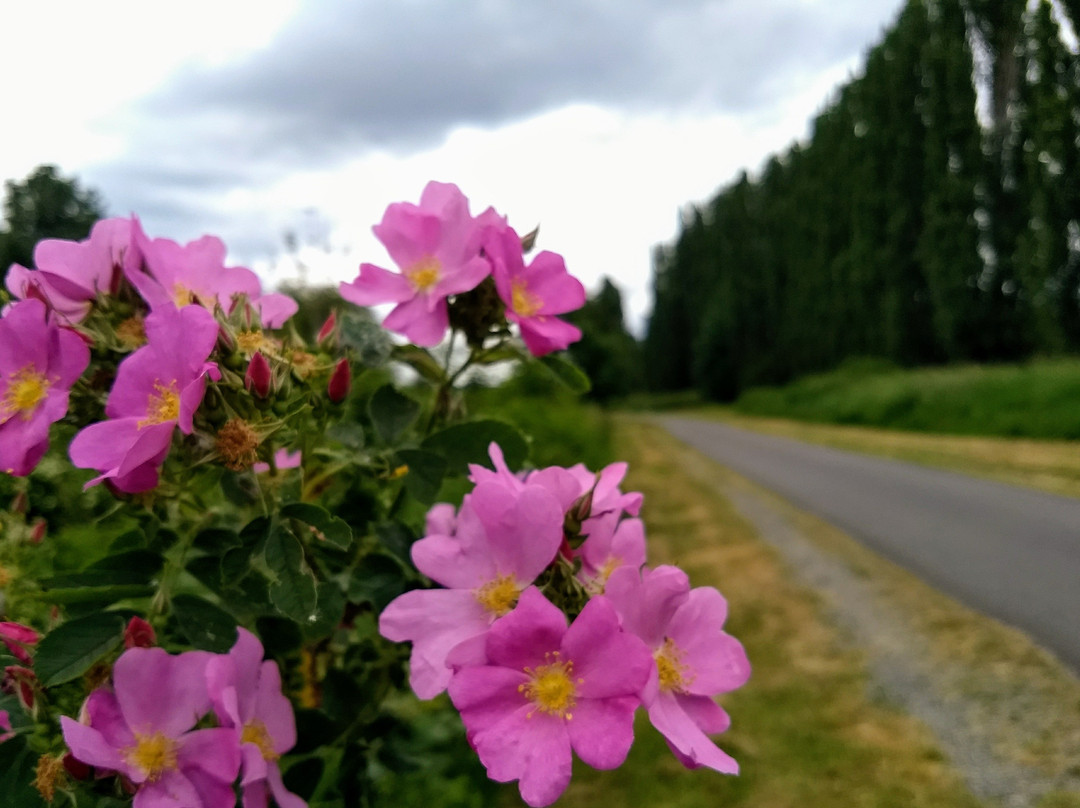Sammamish River Trail-雷德蒙德必去景点