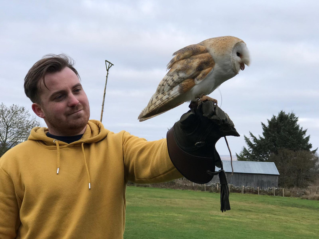 Falconry Days景点图片