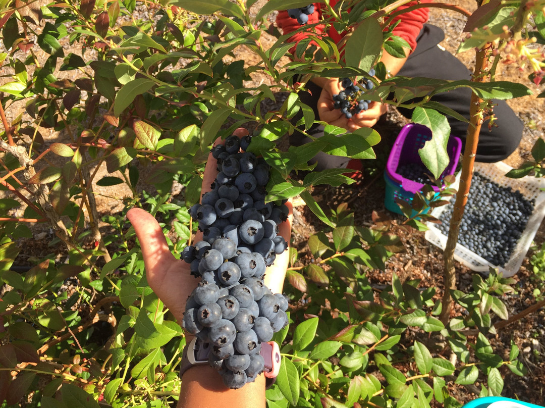Otway Blueberries-Gellibrand必去景点