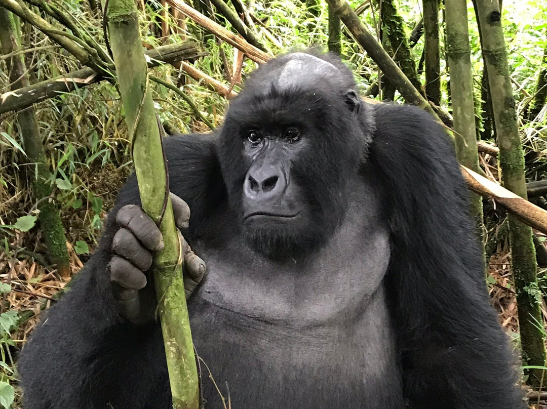 Albertine Tours-吉佳利必去景点
