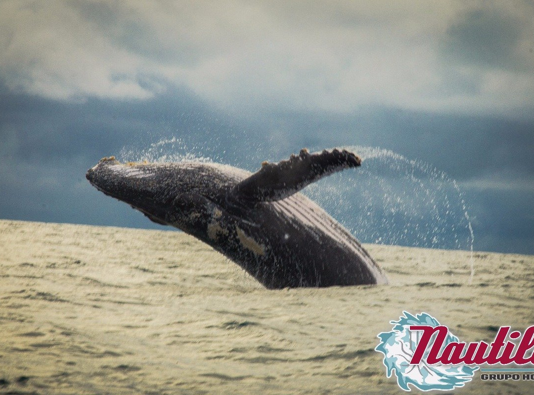 Hotel Nautilos Guachalito Nuqui主图