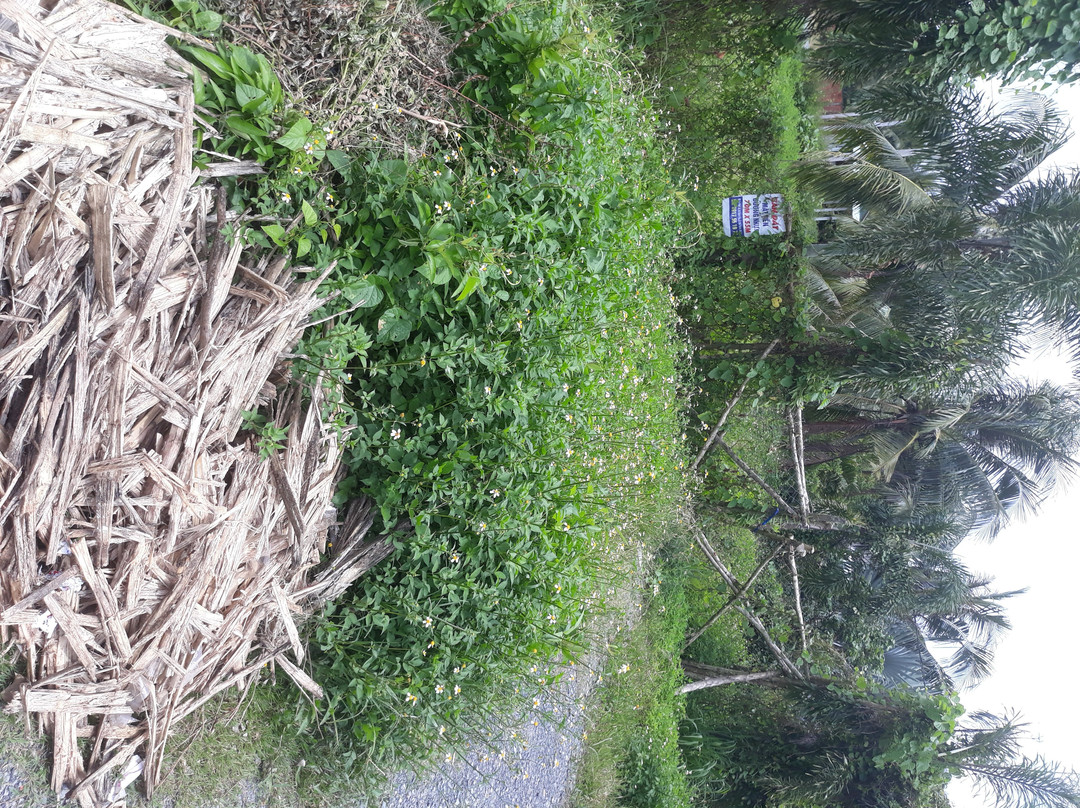 Ben Tre Province旅游攻略图片