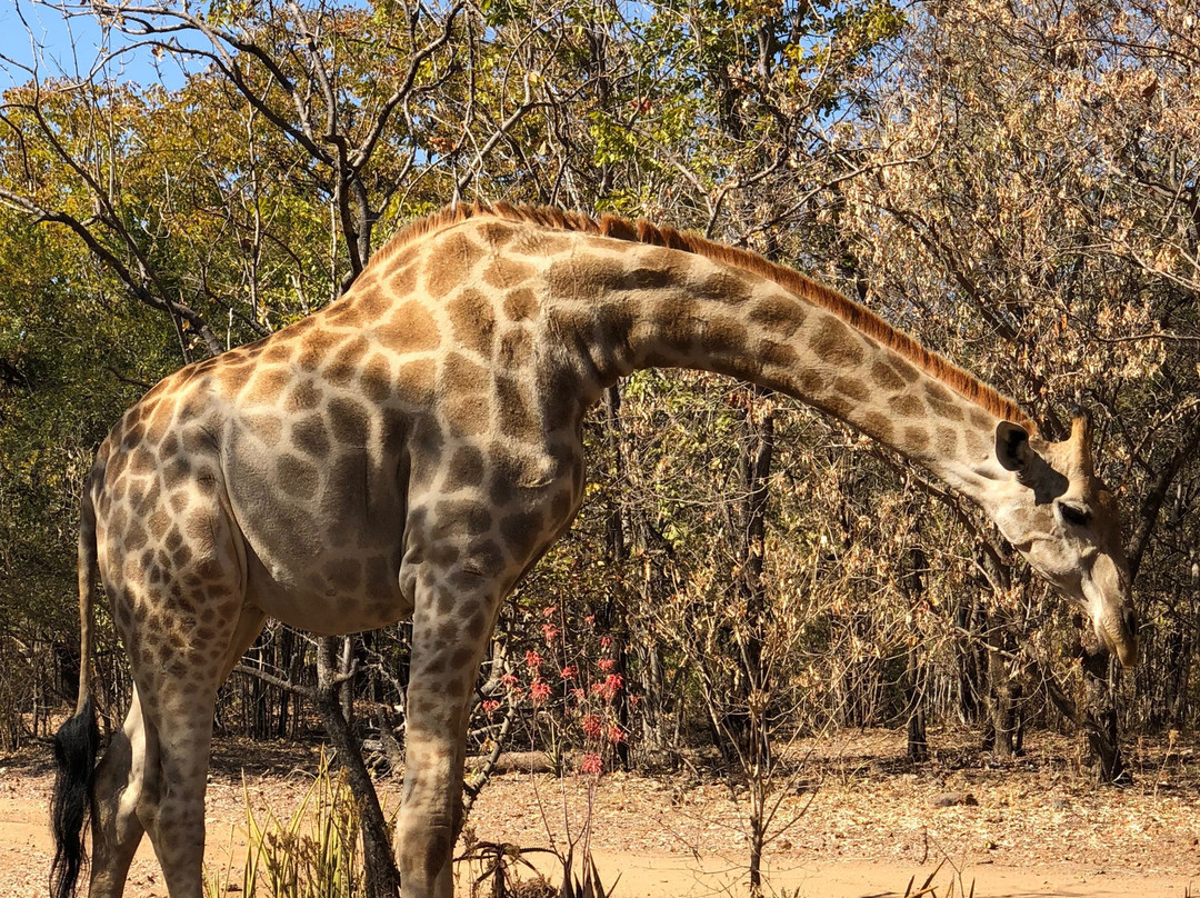 Mikango Safari-南卢安瓜国家公园必去景点