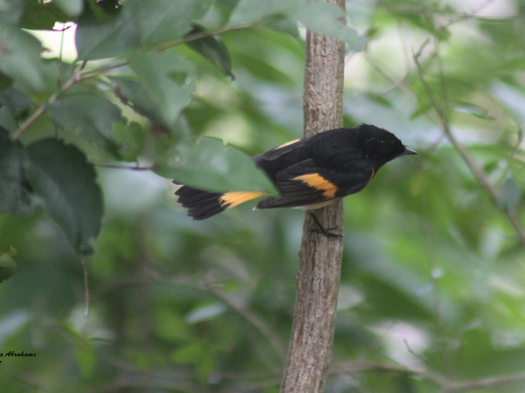 Plantation Preserve Golf Course-种植园必去景点