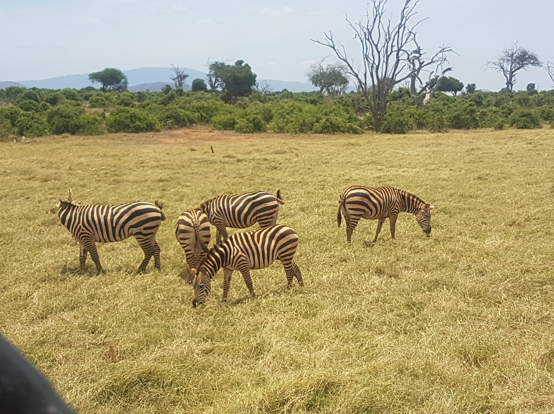 Eros Safari Kenya景点图片