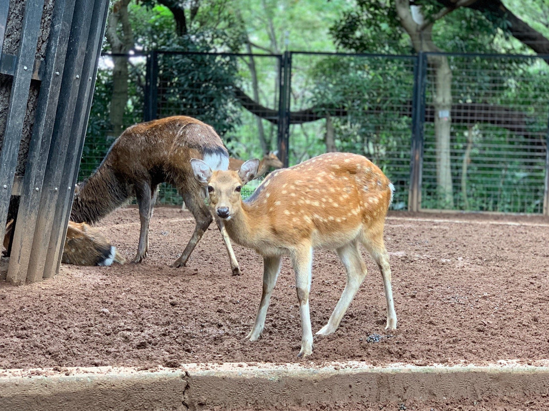Yumemigasaki Zoological Park景点图片