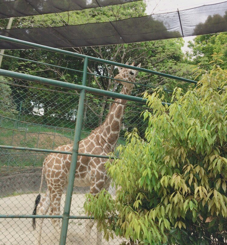 Fukuoka City Zoological Garden景点图片