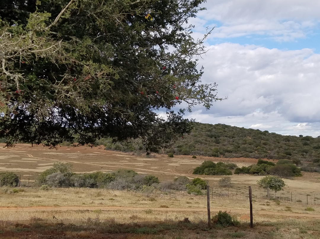 Tootabi Hunting Safaris-Paterson必去景点