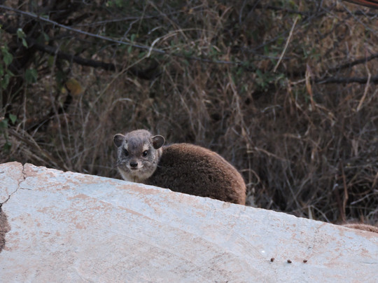 Lewa Wilderness主图