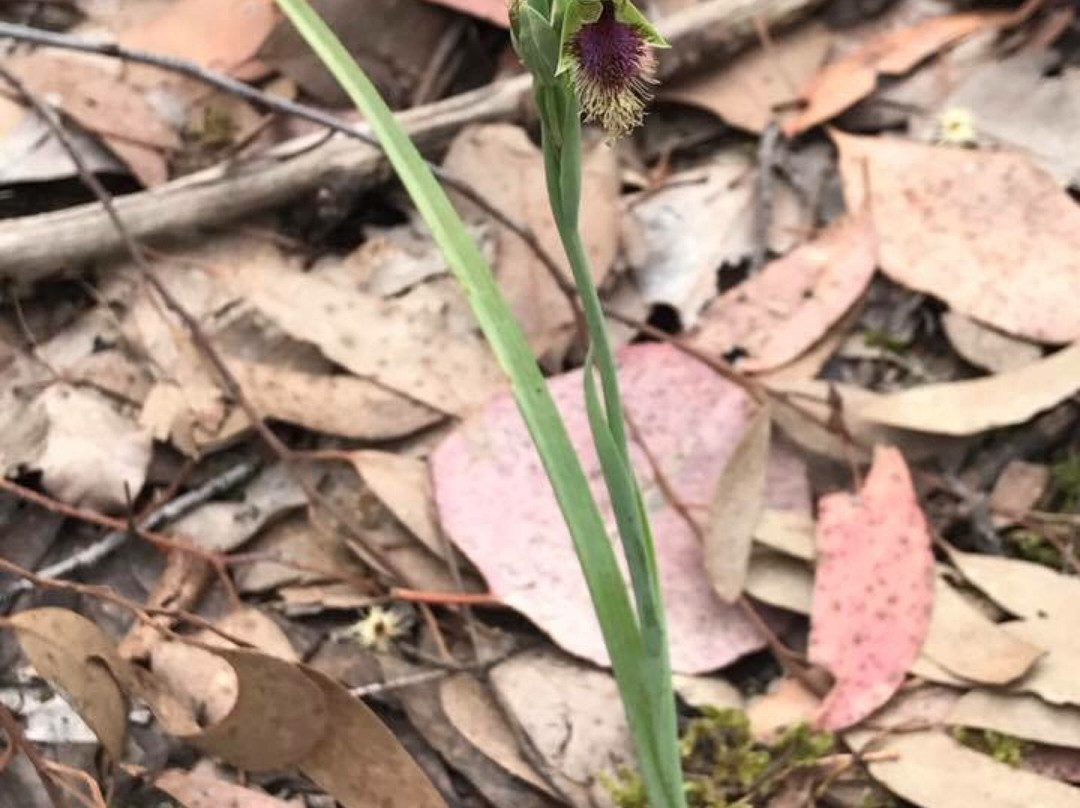 Pretty Hill Reserve-Kangaroo Ground必去景点