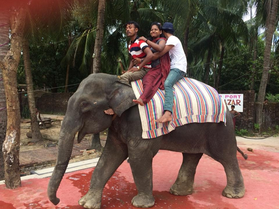 Elephant Show景点图片