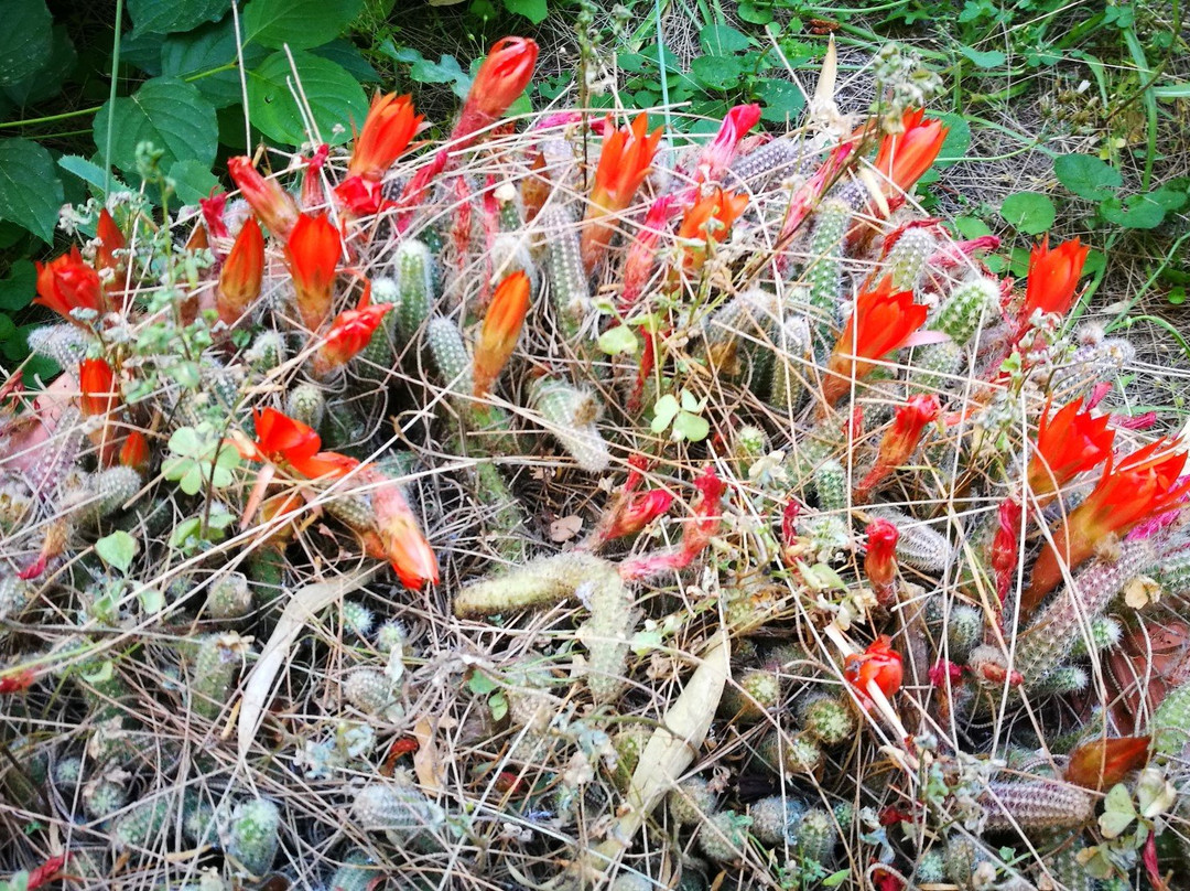 Jardin Botanico de la Universidad de Granada-格拉纳达必去景点