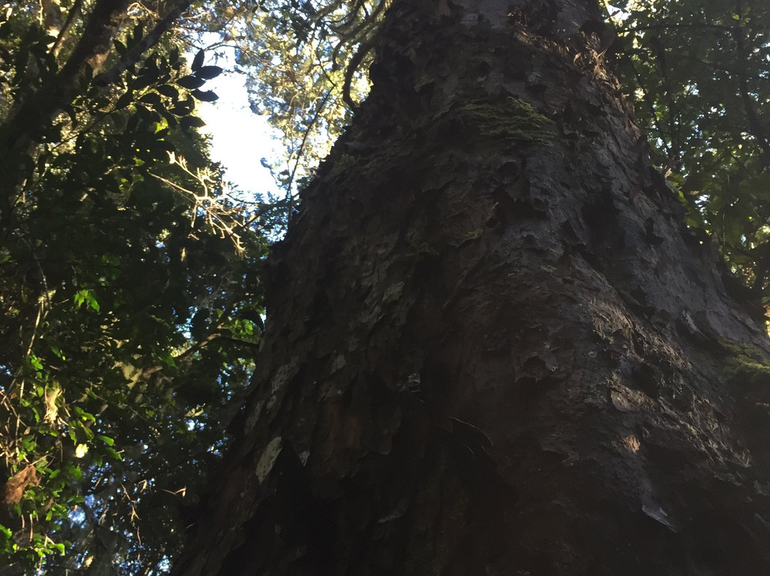 Secrets of Knysna Forest-哈克城必去景点
