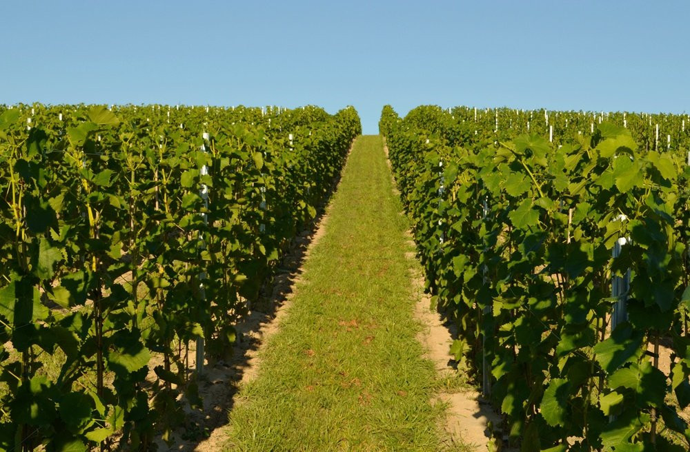 TERRA Winnica Smaku Winery景点图片