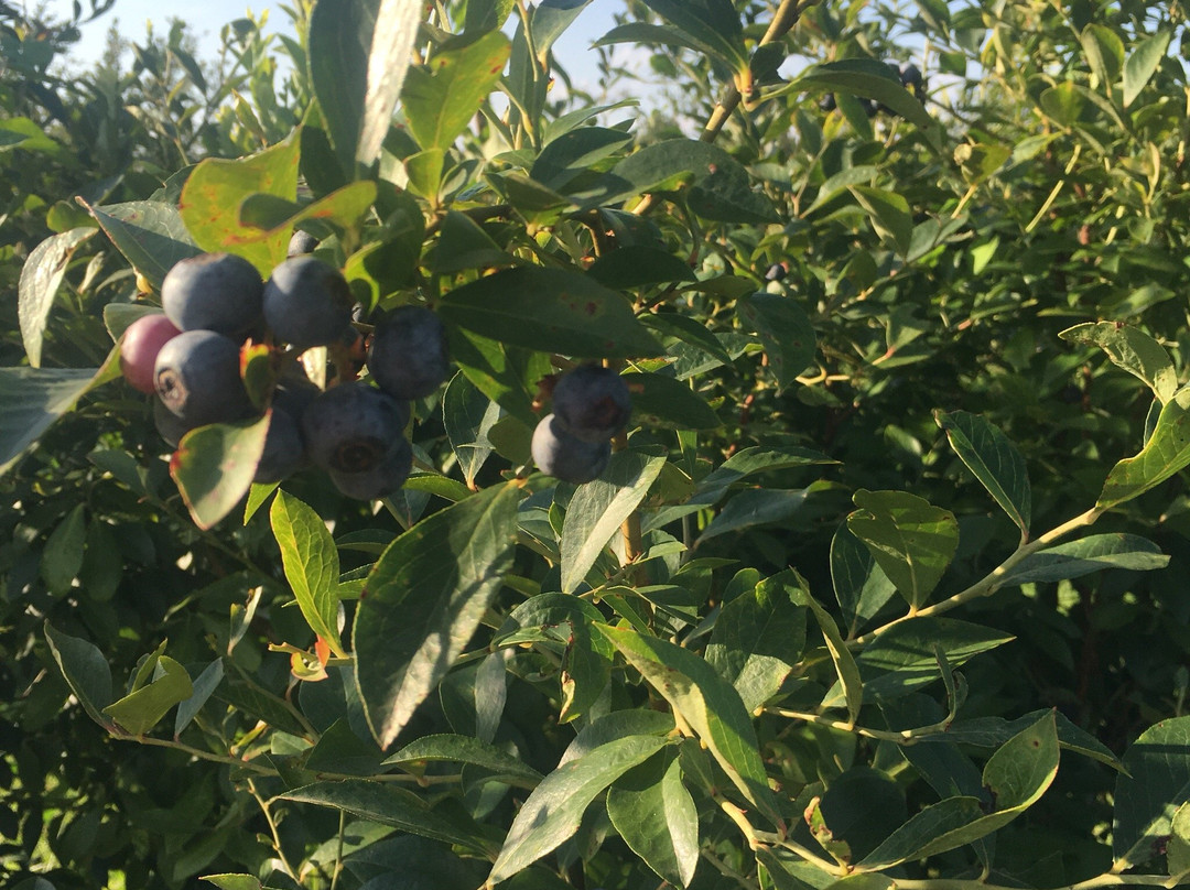 Betty's Berry Farm景点图片