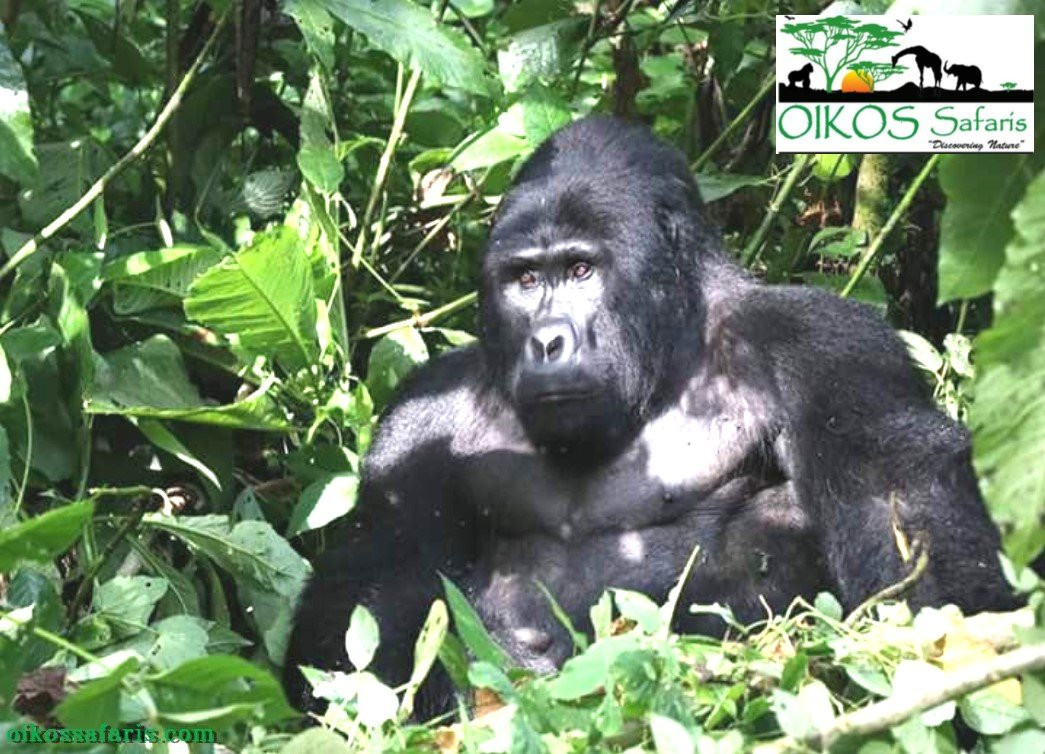 Oikos Safaris-坎帕拉必去景点