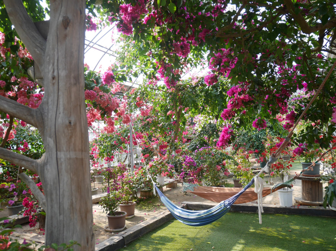 Bougainville no mori-唐津市必去景点