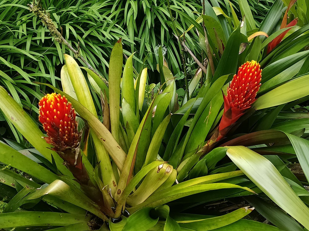 Tan's Camellia Garden-丹那拉塔必去景点