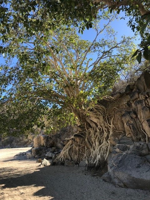 La Candelaria-托多斯桑托斯必去景点