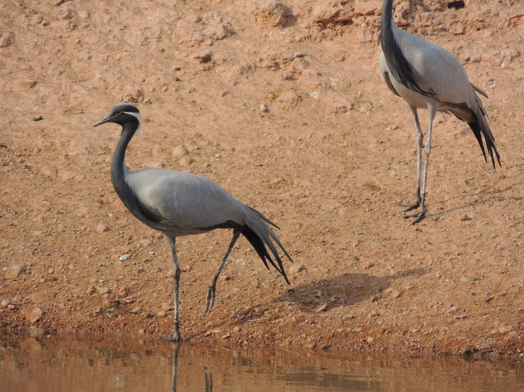 Khichan Bird Sanctuary景点图片