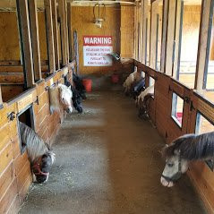 Li'l Country Store and Miniature Horse Farm景点图片