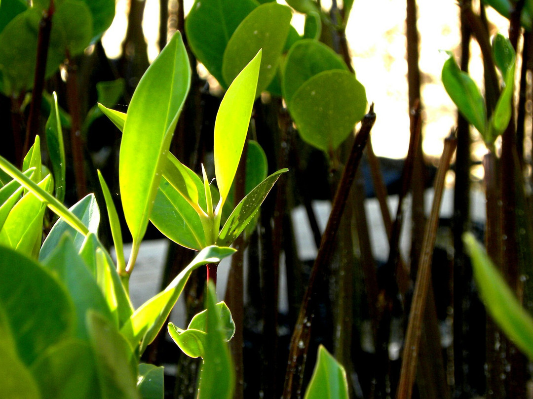 Mangrove Boardwalk Mida Creek景点图片