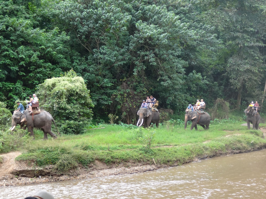 Pong Yang Elephant Camp-夜林必去景点