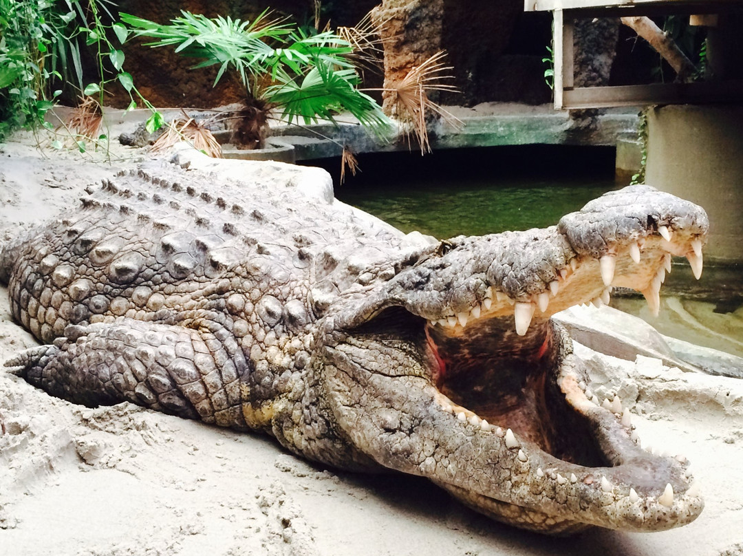 Krokodille Zoo景点图片