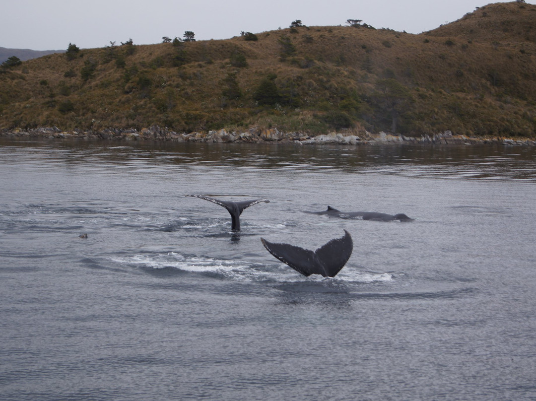 Expedición Fitz Roy-蓬塔阿雷纳斯必去景点