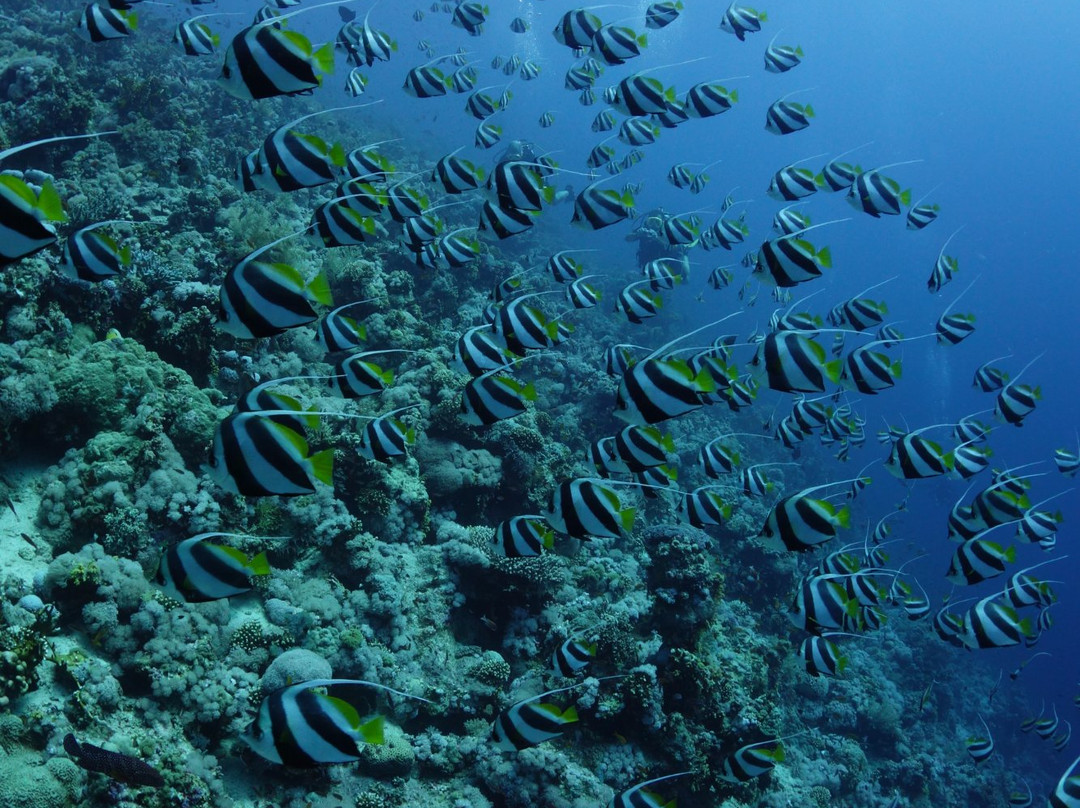 Jackson Reef-红海和西奈半岛必去景点