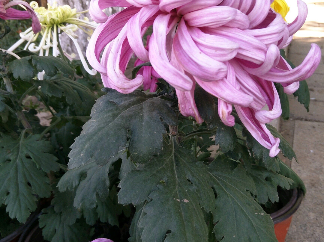 朝阳慕容街-朝阳市必去景点