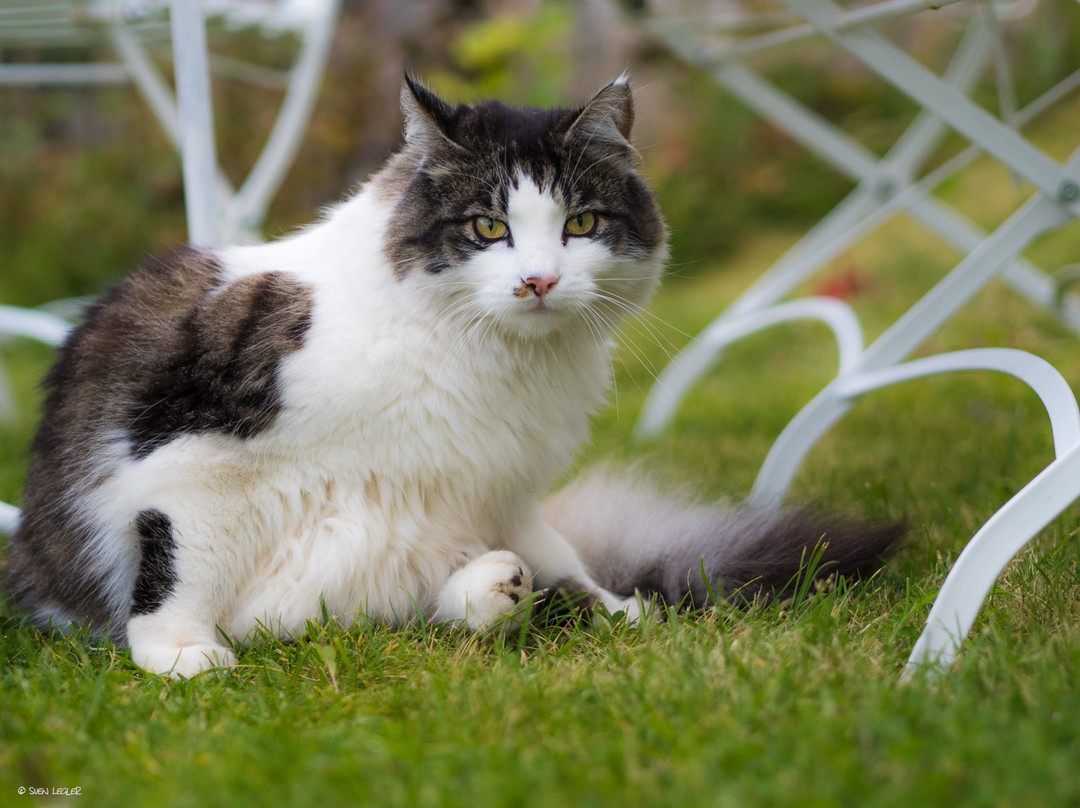 Straumsjoen酒店住宿-Skagakaia