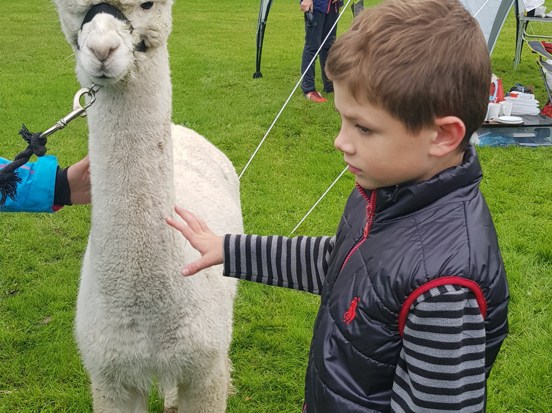 North Star Alpacas-Crook必去景点
