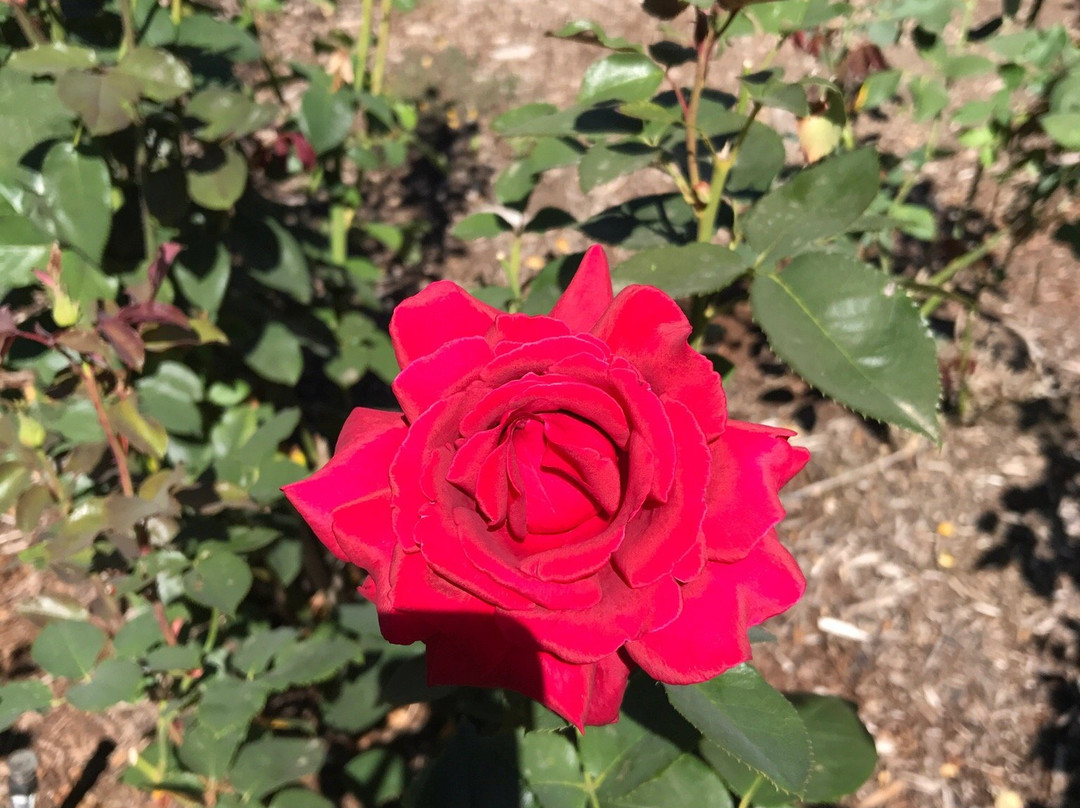 Rose Garden in Avery Park-科瓦利斯必去景点