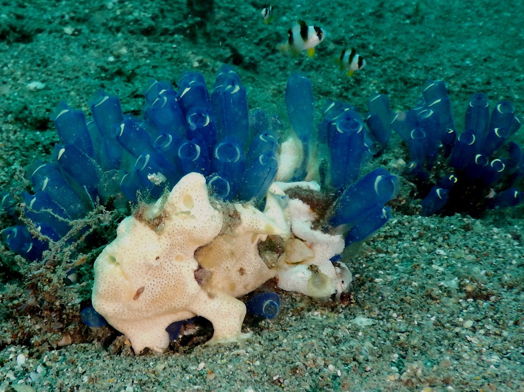 Coral Dive & Adventure-岛印必去景点