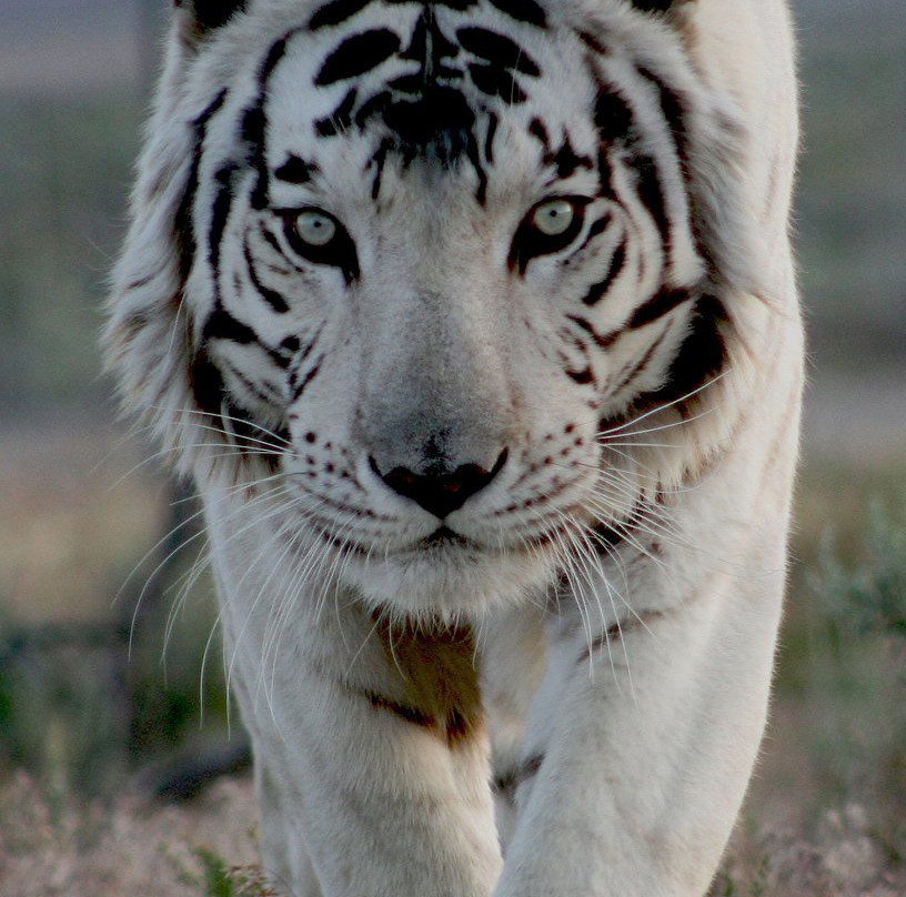 Safe Haven Wildlife Sanctuary-Imlay必去景点