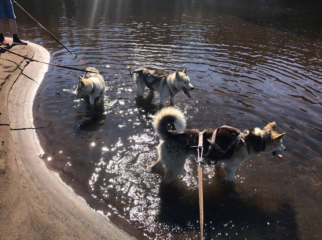 Highyard sledge dogs-Torsby必去景点