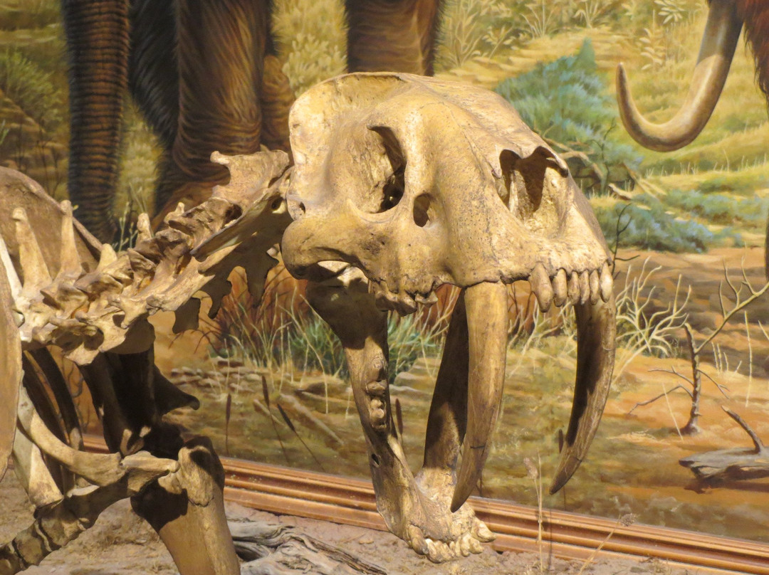 Utah State University Eastern Prehistoric Museum-普赖斯必去景点